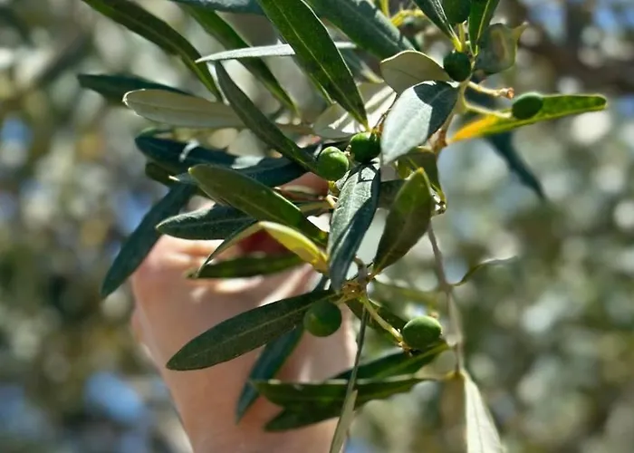 Landgut Mit Blick Auf Wasser By Interhome Lejlighed Girifalco