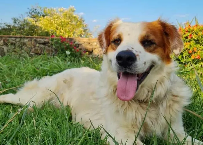 Lejlighed Landgut Mit Blick Auf Wasser By Interhome *
